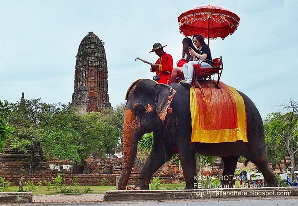 บริการขี่ช้างชมเมืองอยุธยา